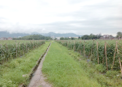 耕地種植新規(guī)落地 多類作物獲準(zhǔn)種植，樹木與藥材迎來發(fā)展機遇