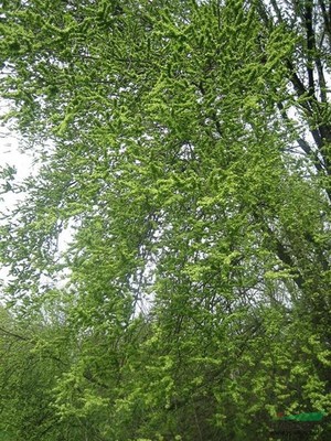 榆樹行情報(bào)價(jià)與圖片展示 種植經(jīng)營指南