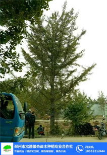 富通銀杏苗木栽培基地 綠色產(chǎn)業(yè)的繁榮之路