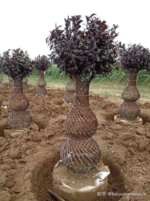 新款紫葉稠李、五角楓與小葉女貞編織造型苗木的種植指南