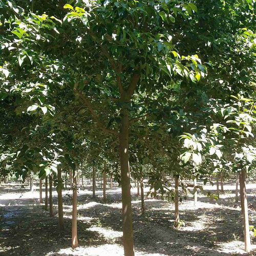 2022年無(wú)錫地區(qū)10公分國(guó)槐上車(chē)價(jià)及股份集團(tuán)樹(shù)木種植分析