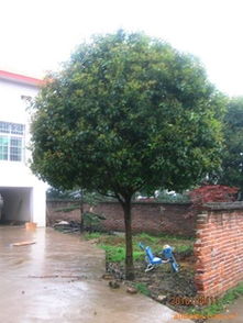 供應(yīng)各類(lèi)綠化苗木桂花樹(shù) 優(yōu)質(zhì)廠商與指導(dǎo)價(jià)介紹