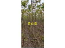 九江市林木種苗中心 打造綠色生態(tài)，引領(lǐng)優(yōu)質(zhì)樹木種植新篇章