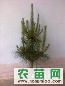 供應(yīng)各種規(guī)格營(yíng)養(yǎng)缽油松（30-120cm）——西裕村苗木基地，農(nóng)苗網(wǎng)專業(yè)推薦